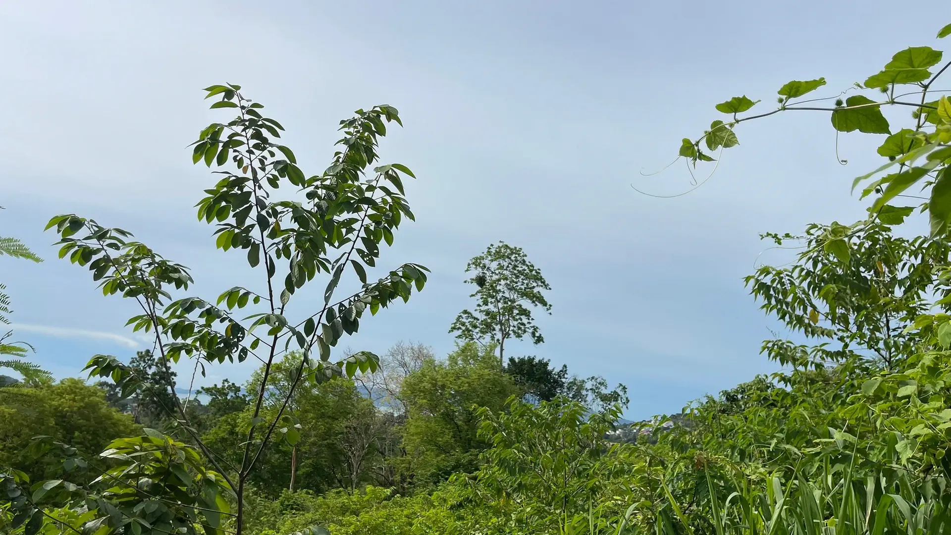 Prime 1,450 sqm Hillside Land for Sale in Bo Phut, Koh Samui - Bo Phut, Ko Samui, Thailand