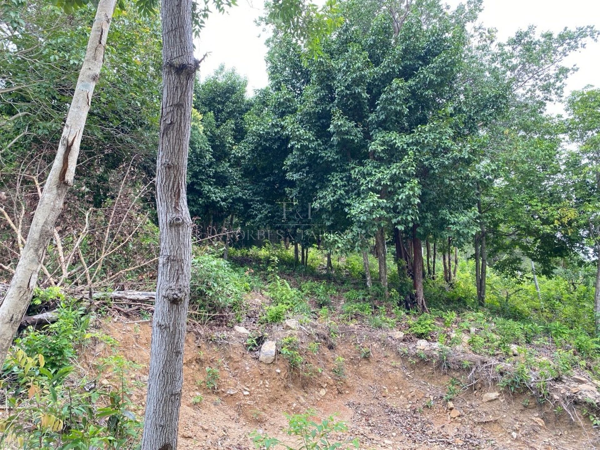 PRIME BO PHUT SEA VIEW LAND: 1,600 SQM WITH PANORAMIC VISTAS IN KOH SAMUI - Bo Phut, Ko Samui, Thailand