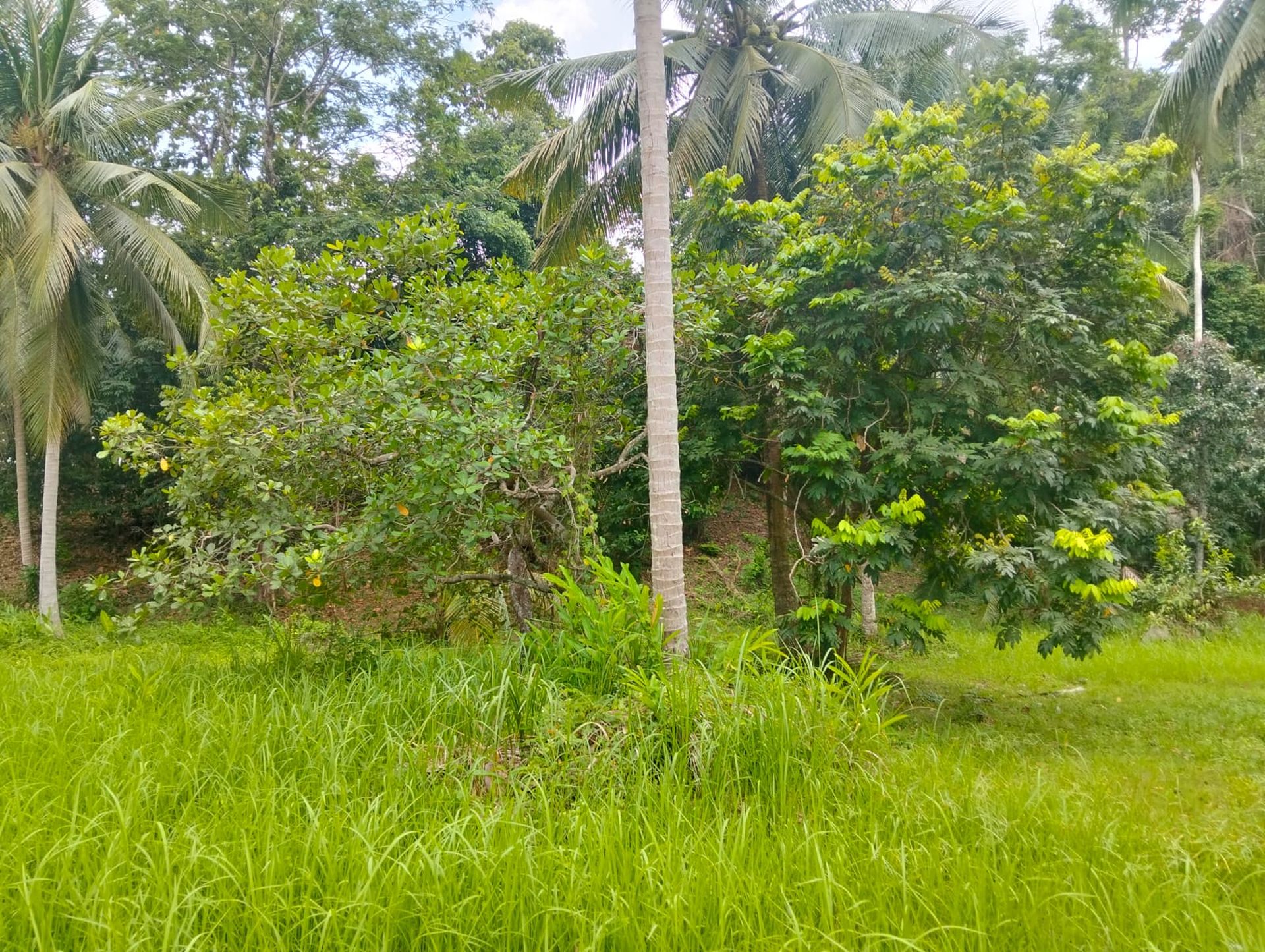 Exceptional 5,412 sqm Development Land for Sale Koh Phangan Near Thongsala Pier - Ko Pha-ngan, Thailand