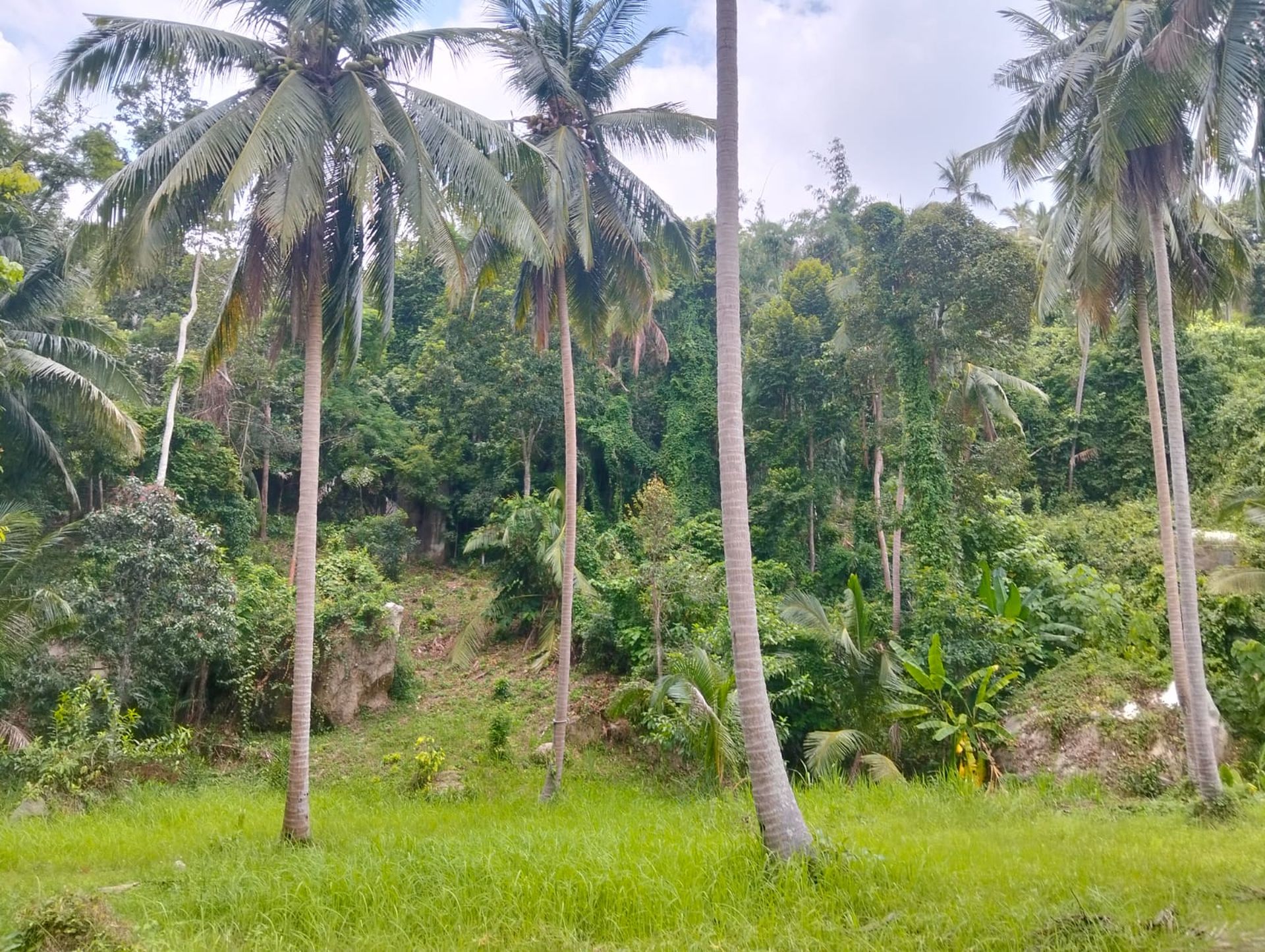 Exceptional 5,412 sqm Development Land for Sale Koh Phangan Near Thongsala Pier - Ko Pha-ngan, Thailand