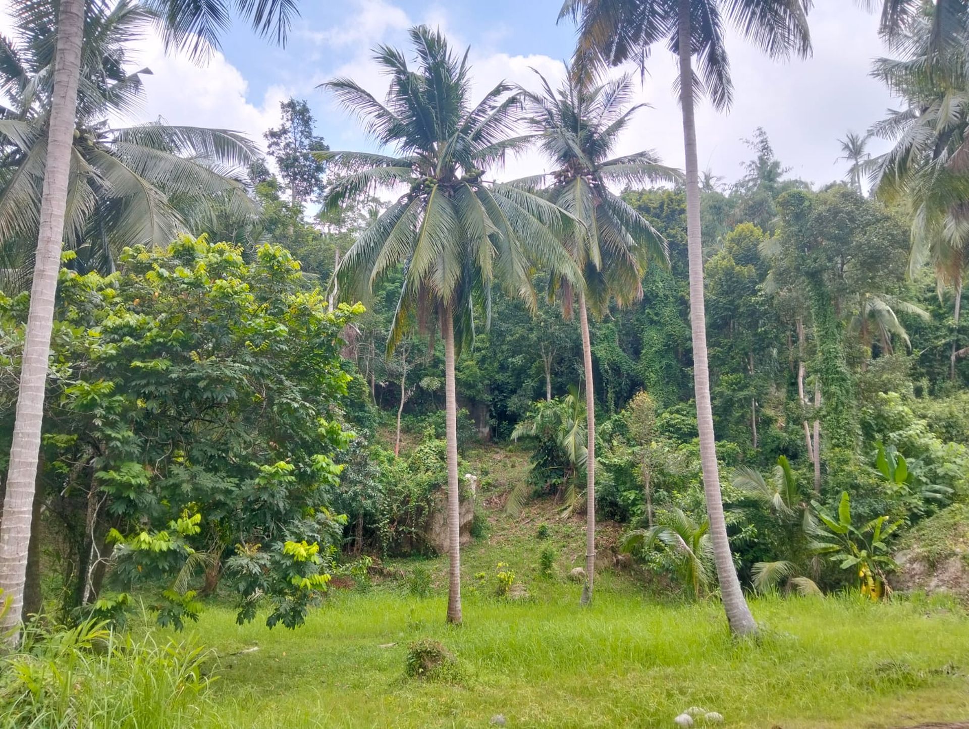 Exceptional 5,412 sqm Development Land for Sale Koh Phangan Near Thongsala Pier - Ko Pha-ngan, Thailand