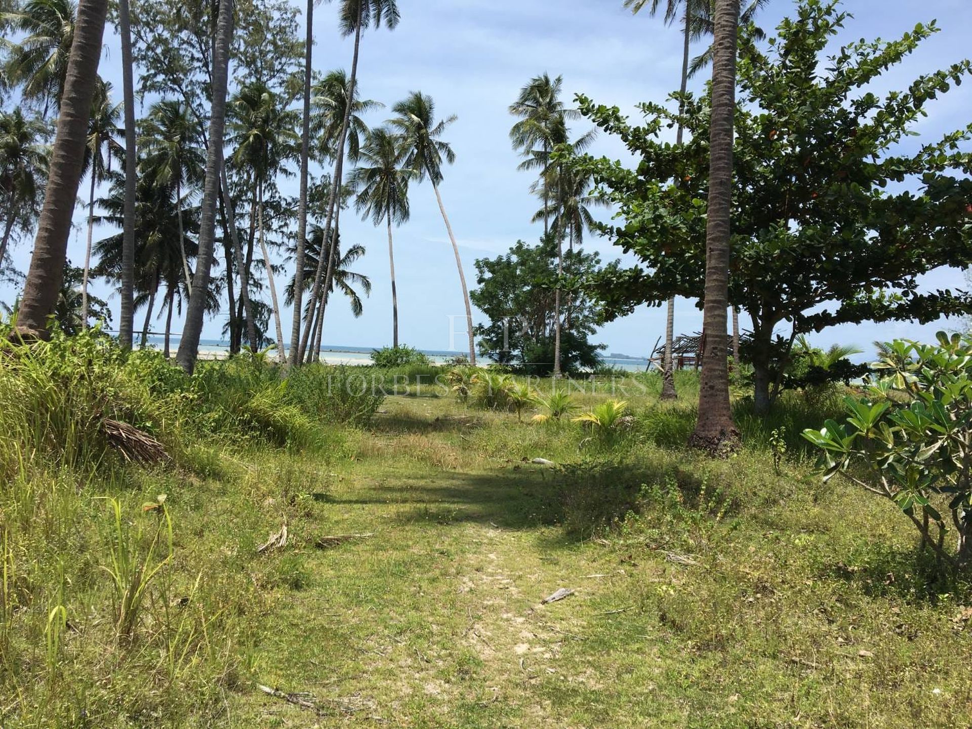 Strategic 31 Rai Land Parcel in Bang Kao, Koh Samui: Ideal for Large-Scale Projects - Bang Kao, Ko Samui, Thailand