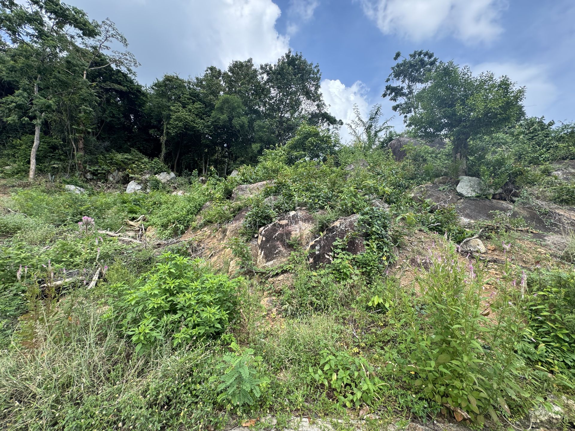 Development Land 1036 SQM for Sale in Lamai, Koh Samui - Lamai, Ko Samui, Thailand