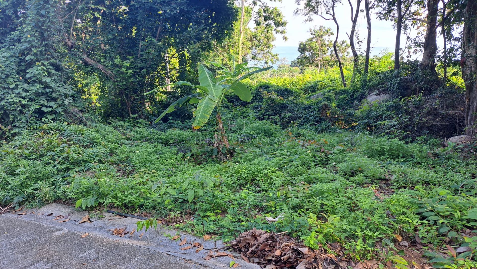Premium 1036 SQM Sea View Land for Sale in Lamai, Koh Samui - Lamai, Ko Samui, Thailand