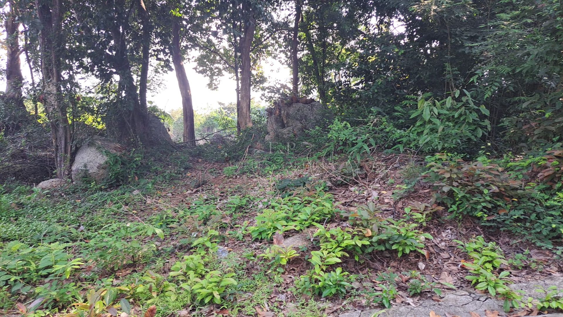 Premium 1036 SQM Sea View Land for Sale in Lamai, Koh Samui - Lamai, Ko Samui, Thailand