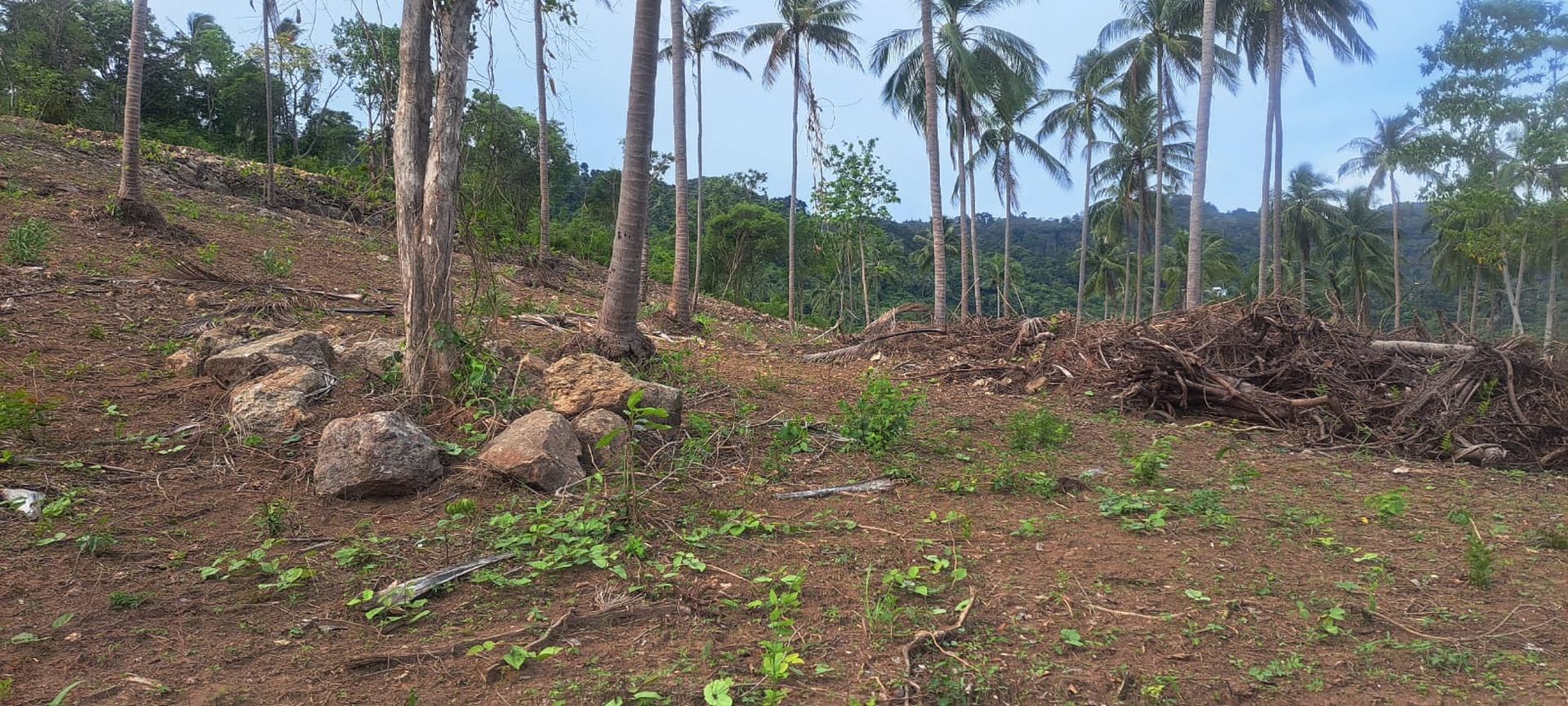 Spectacular Investment Opportunity: 56 Rai Sea View Land for Sale in Prime Namuang Location Koh Samui - Namuang, Ko Samui, Thailand
