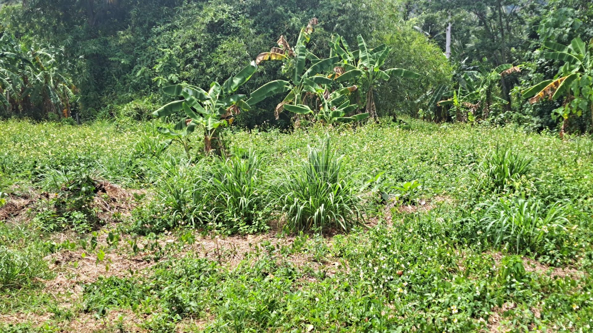Prime Lamai Plot: 3,396 sqm with Complete Infrastructure - Lamai, Ko Samui, Thailand