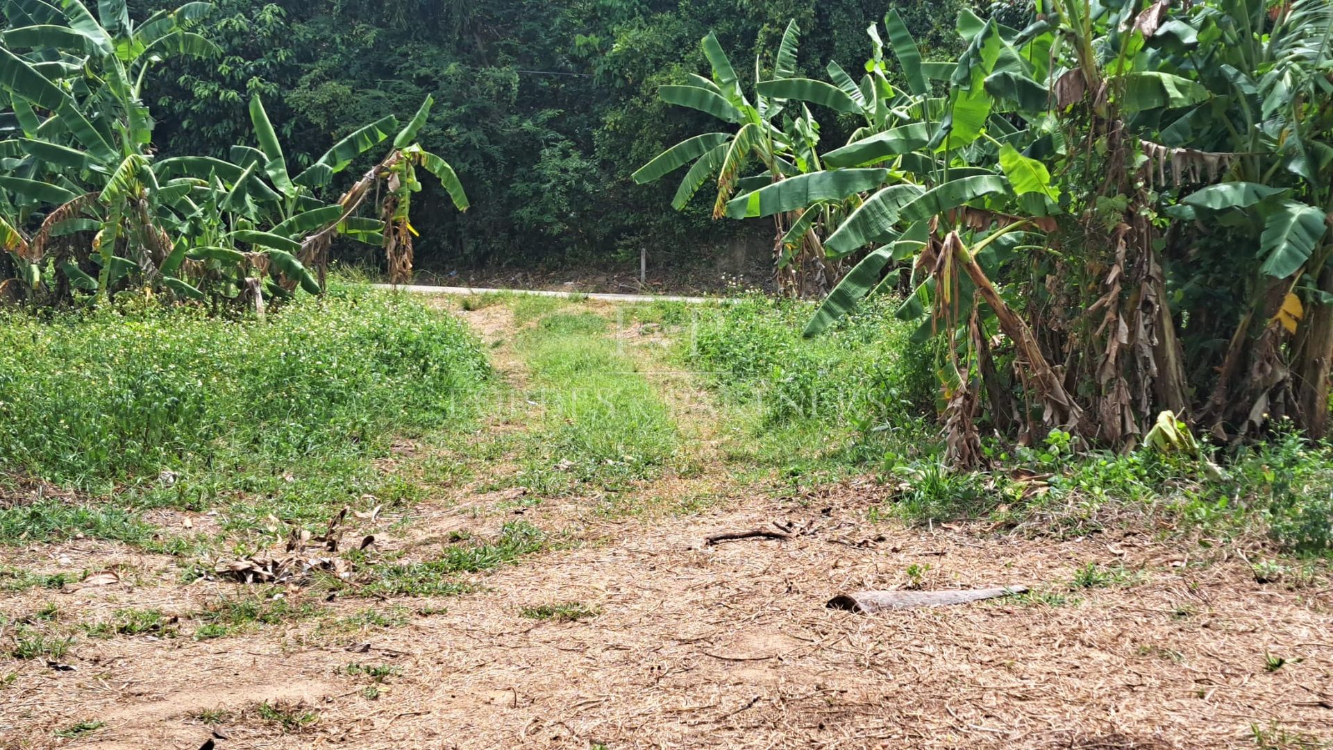 Prime Lamai Plot: 3,396 sqm with Complete Infrastructure - Lamai, Ko Samui, Thailand