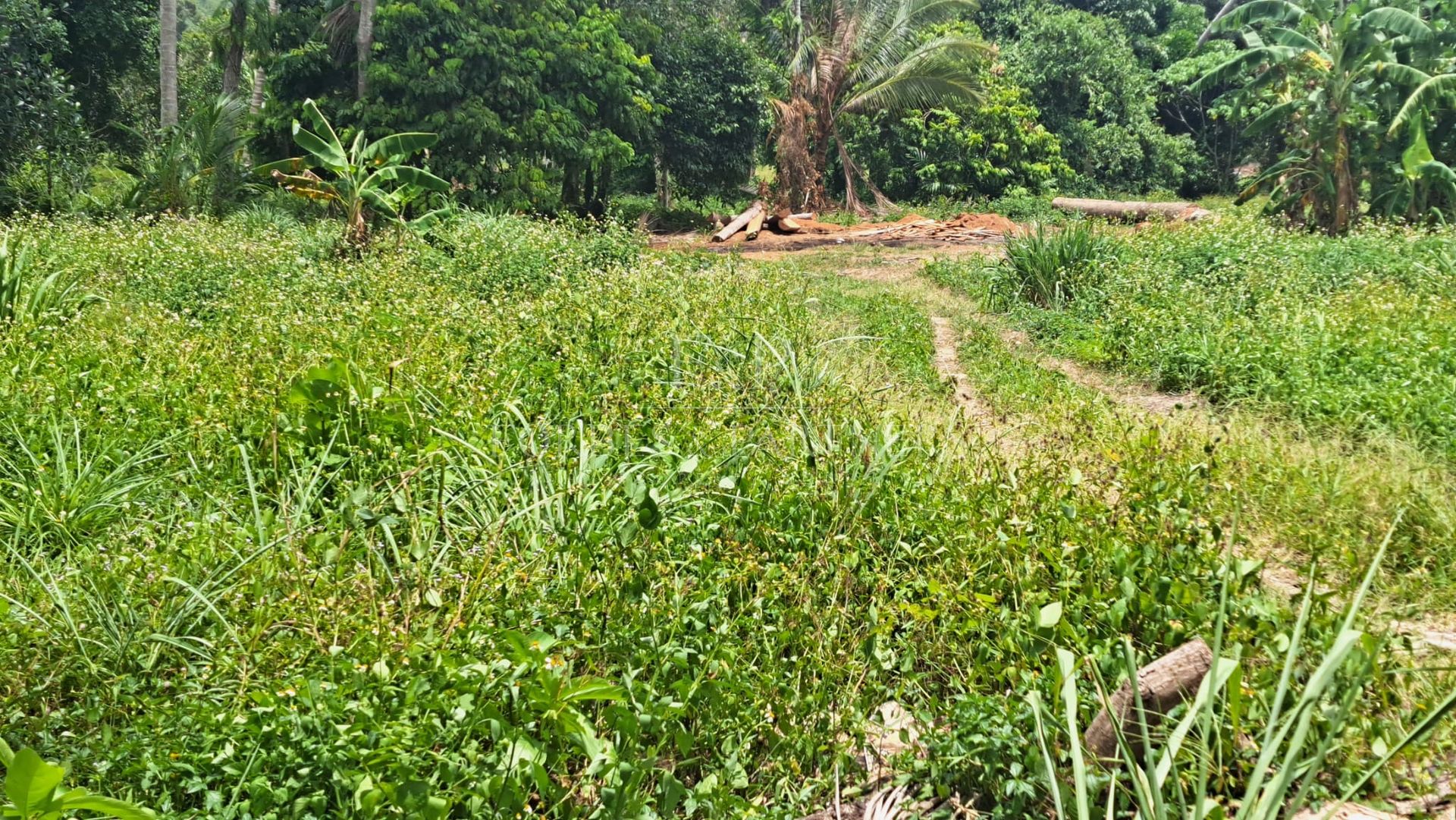 Prime Lamai Plot: 3,396 sqm with Complete Infrastructure - Lamai, Ko Samui, Thailand