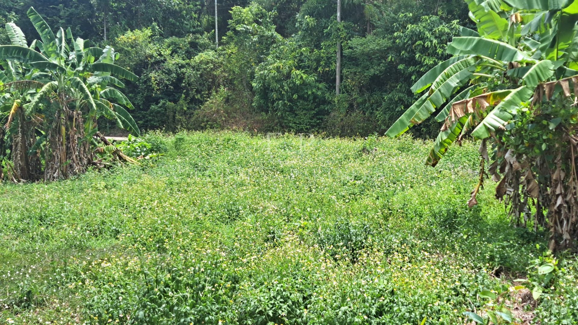 Prime Lamai Plot: 3,396 sqm with Complete Infrastructure - Lamai, Ko Samui, Thailand