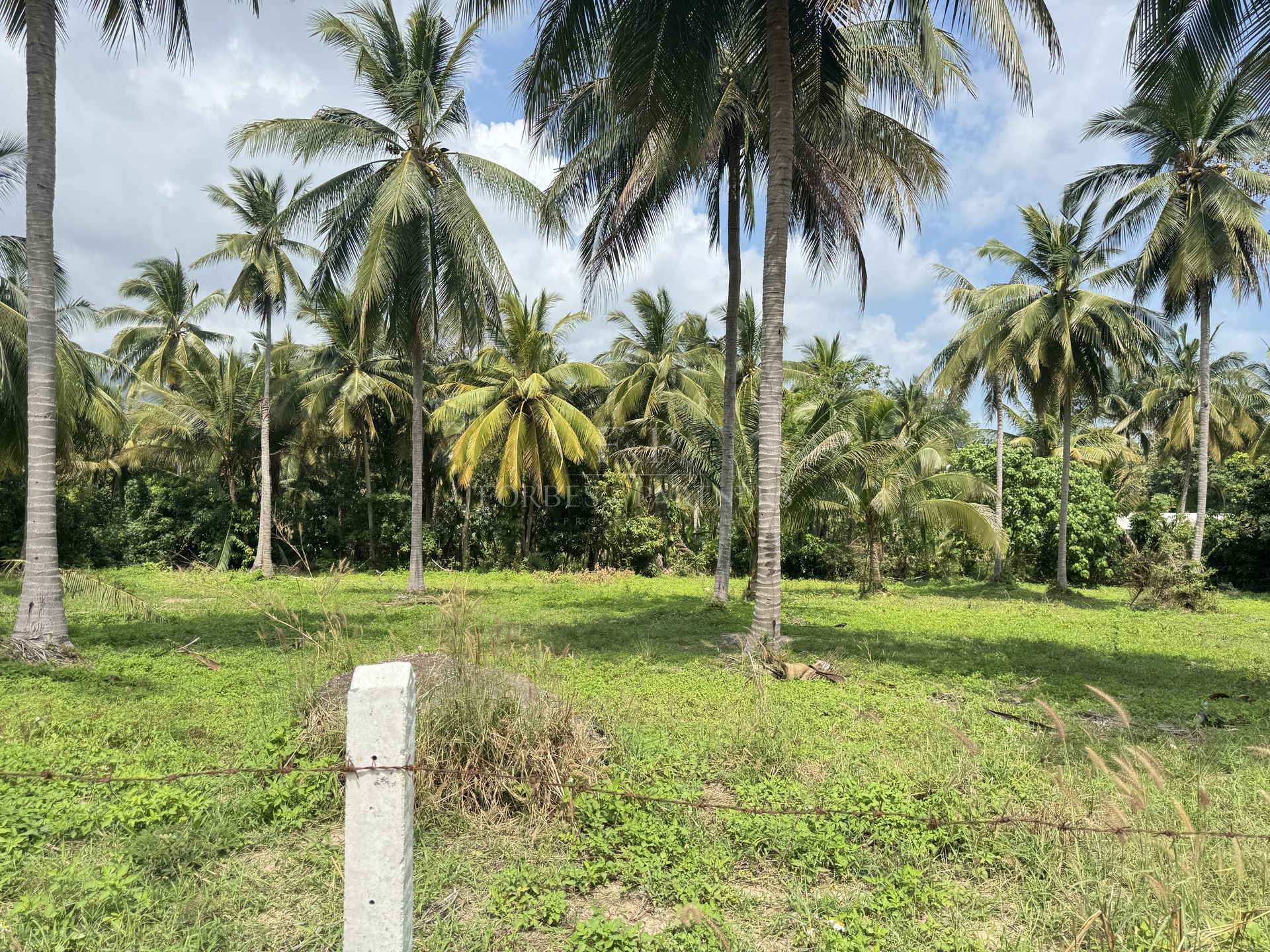 Tropical 3,136 sqm Land for Sale in Namuang, Koh Samui, Ideal Investment - Namuang, Ko Samui, Thailand