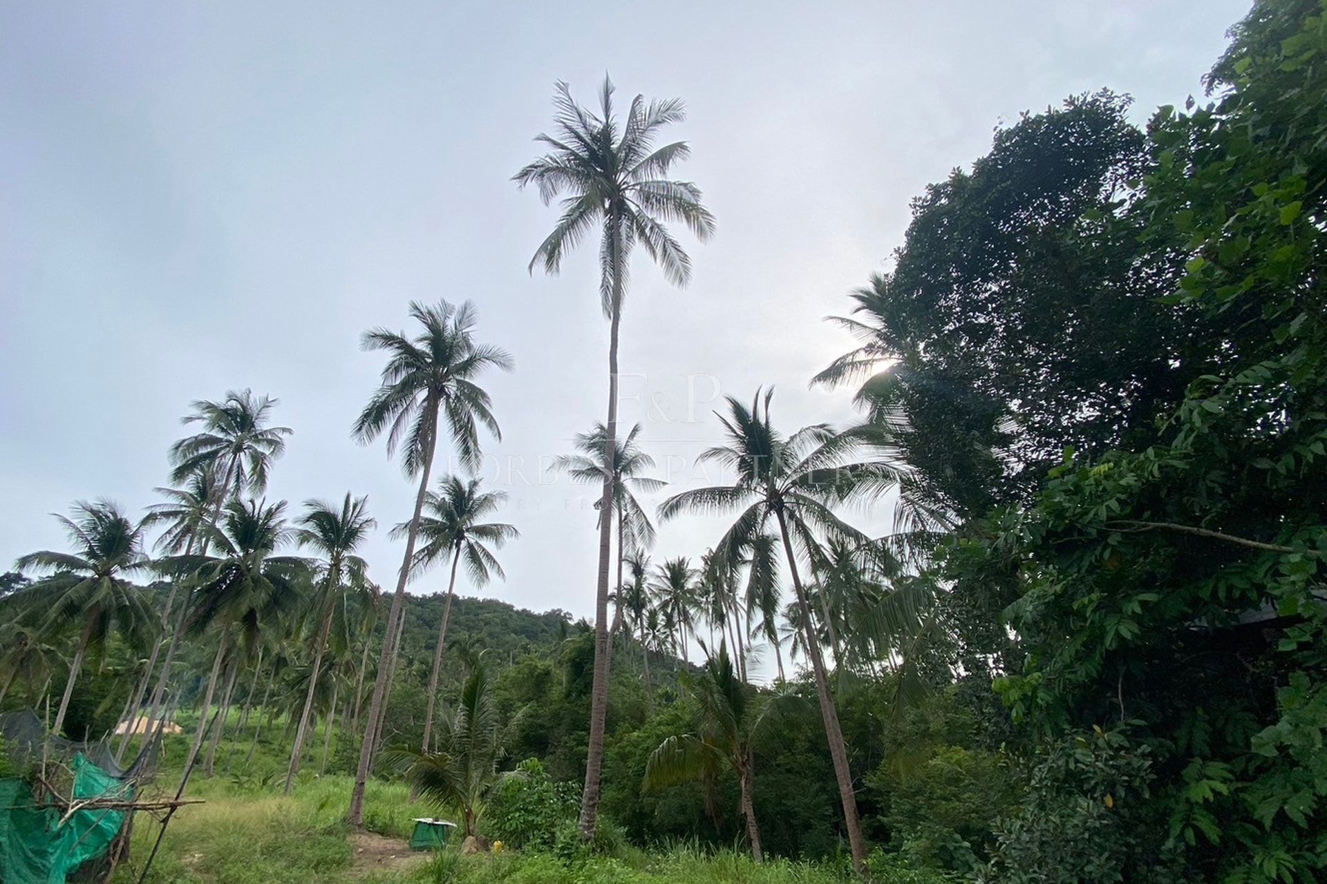 Idyllic 5-Rai Hillside Haven: Sea and Coconut Garden Views in Maenam, Koh Samui - Maenam, Ko Samui, Thailand