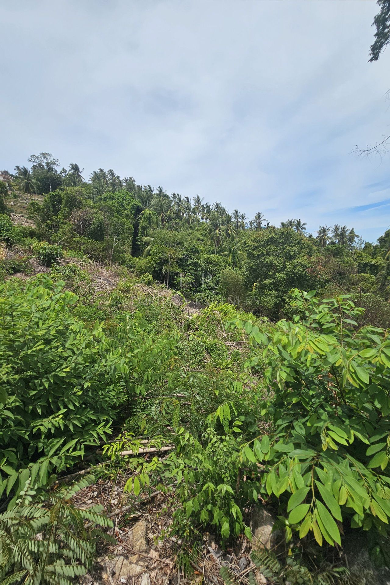 Exclusive Opportunity: Breathtaking 15-Rai Sea View Land in Taling Ngam, Koh Samui - Taling Ngam, Ko Samui, Thailand