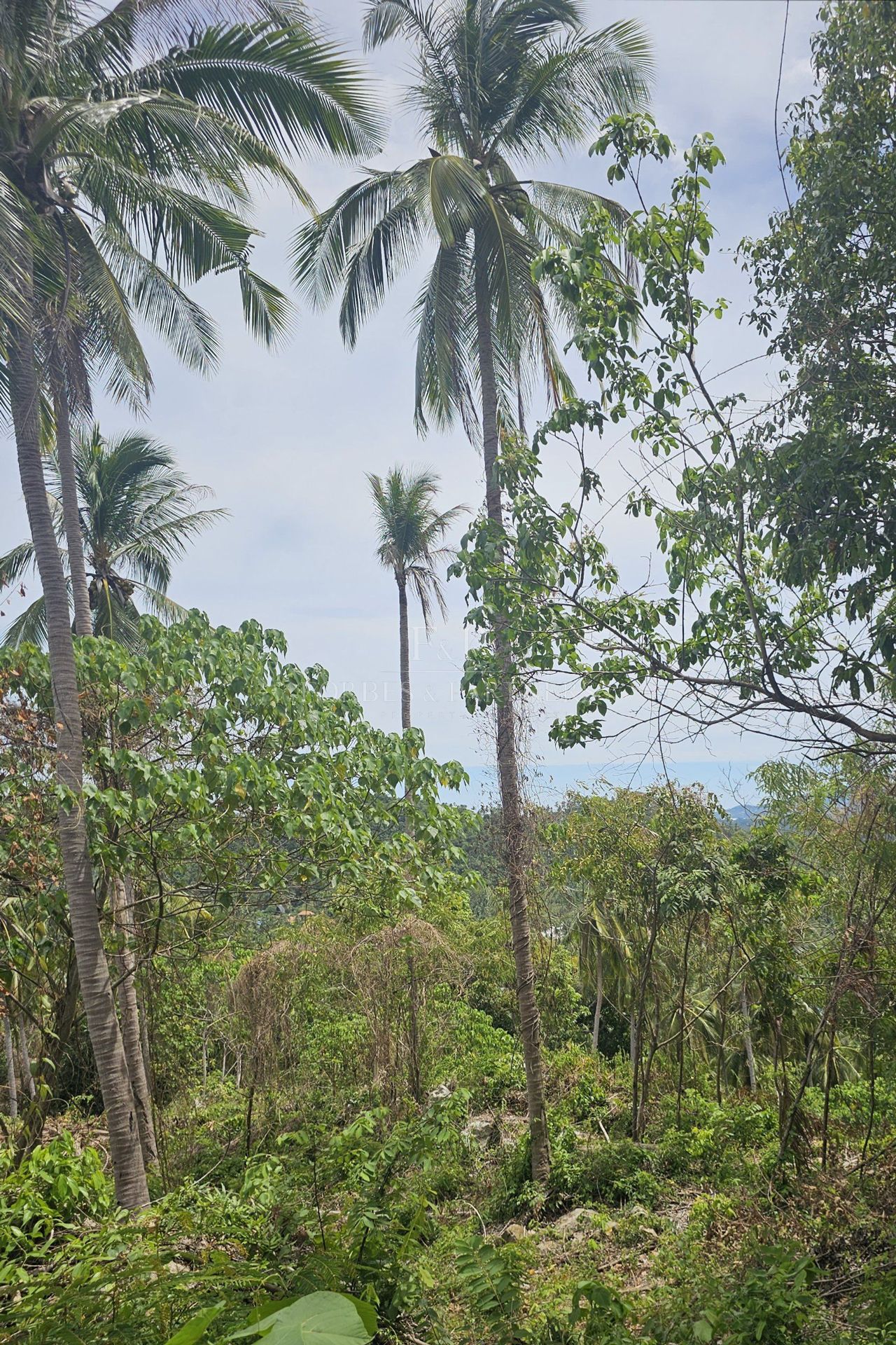Exclusive Opportunity: Breathtaking 15-Rai Sea View Land in Taling Ngam, Koh Samui - Taling Ngam, Ko Samui, Thailand