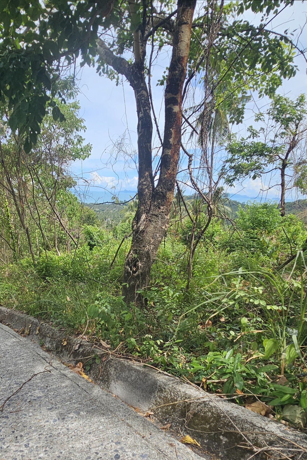 Exclusive Opportunity: Breathtaking 15-Rai Sea View Land in Taling Ngam, Koh Samui - Taling Ngam, Ko Samui, Thailand