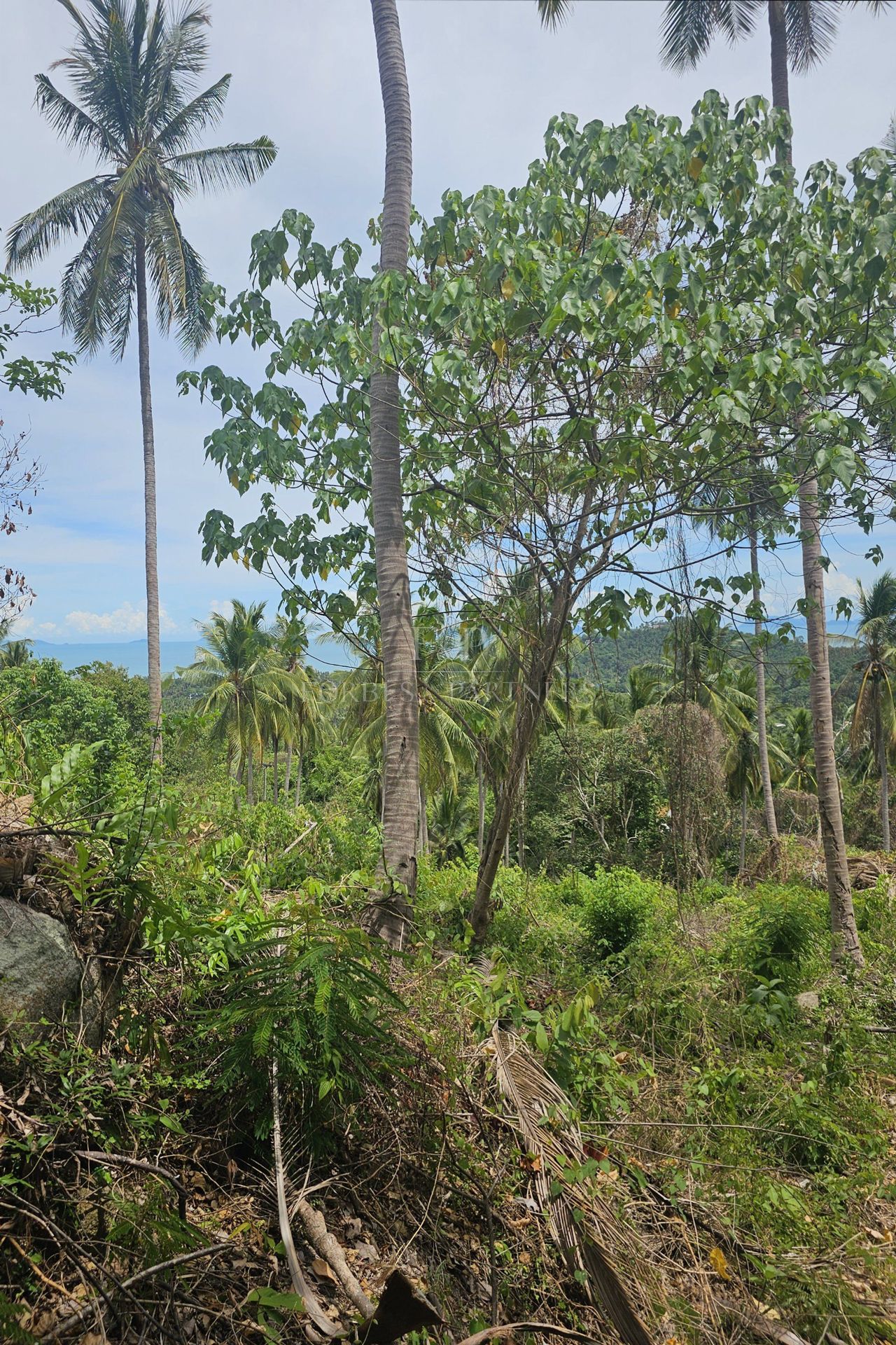 Exclusive Opportunity: Breathtaking 15-Rai Sea View Land in Taling Ngam, Koh Samui - Taling Ngam, Ko Samui, Thailand