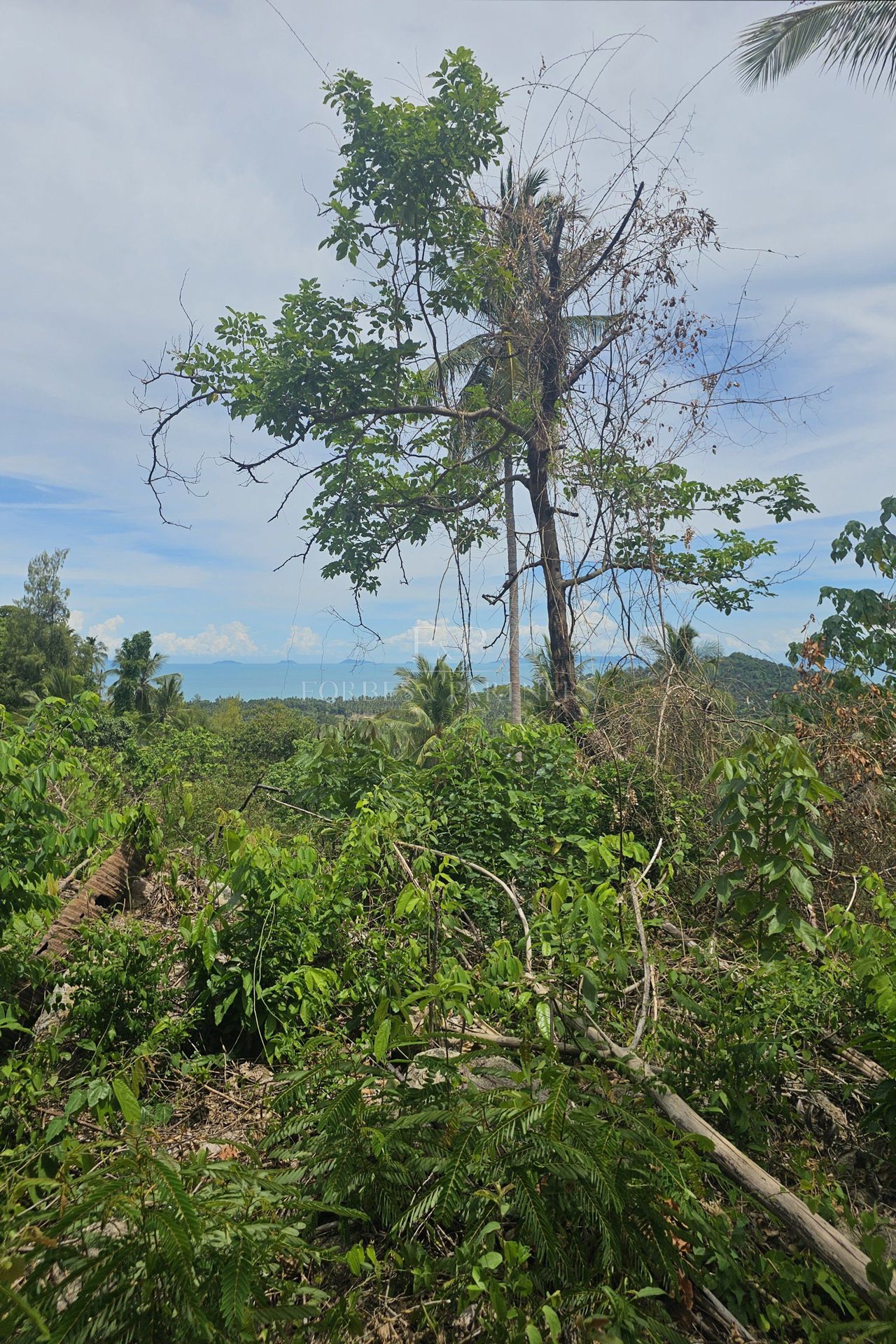 Exclusive Opportunity: Breathtaking 15-Rai Sea View Land in Taling Ngam, Koh Samui - Taling Ngam, Ko Samui, Thailand