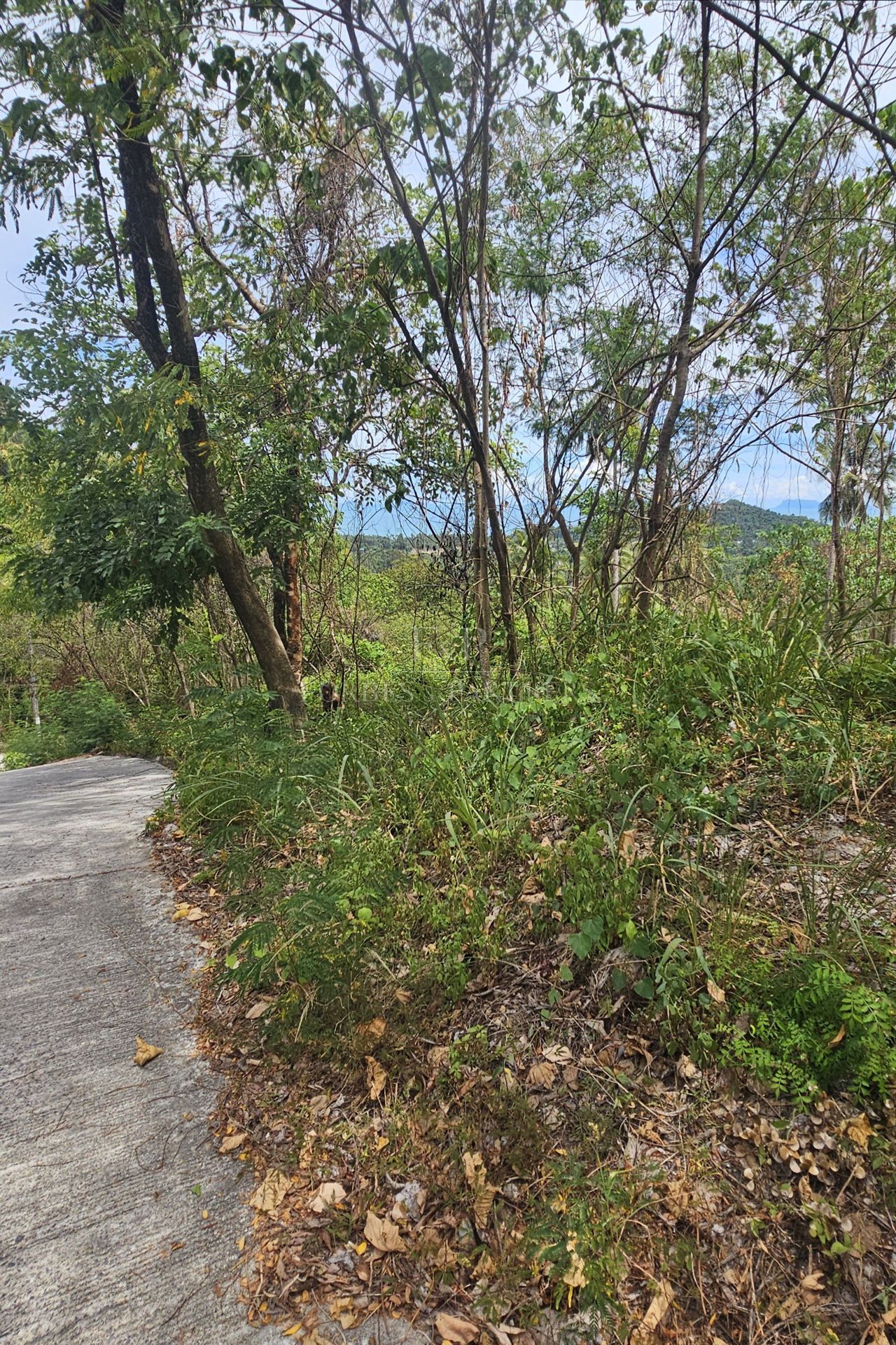 Exclusive Opportunity: Breathtaking 15-Rai Sea View Land in Taling Ngam, Koh Samui - Taling Ngam, Ko Samui, Thailand