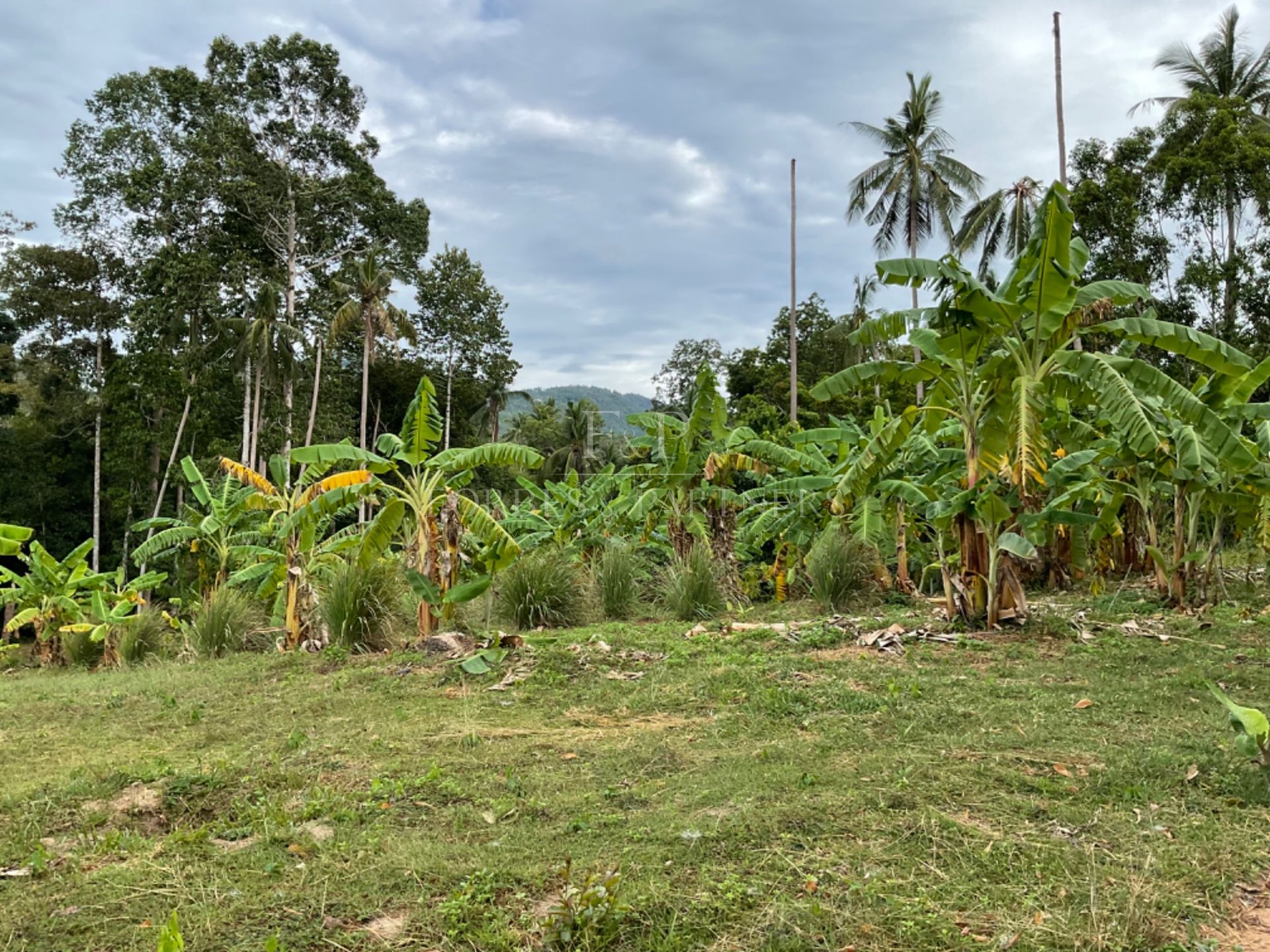 Create Your Vision In Kok Samui: Prime 1 Rai Plot in Maenam’s Golden Mile - Maenam, Ko Samui, Thailand