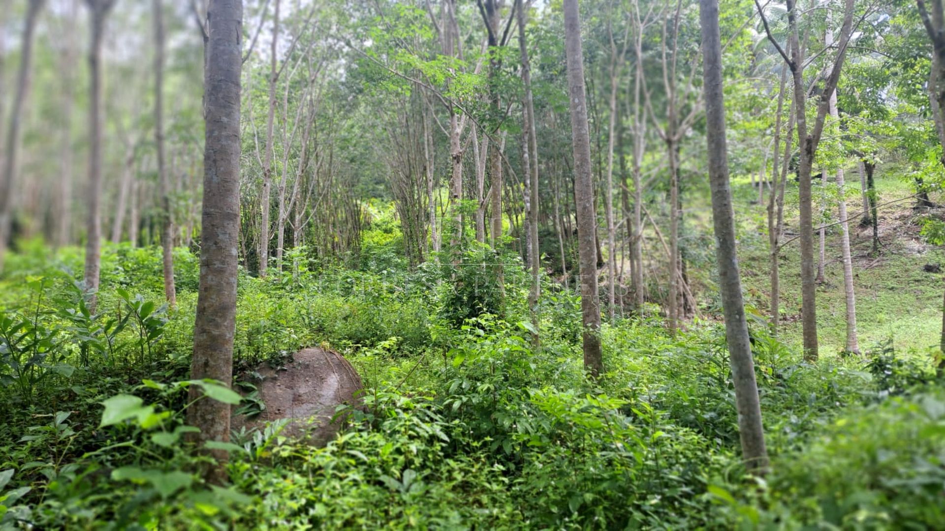 4 Rai Premium Land Near Natural Waterfall in Lipa Noi, Koh Samui - Lipa Noi, Ko Samui, Thailand