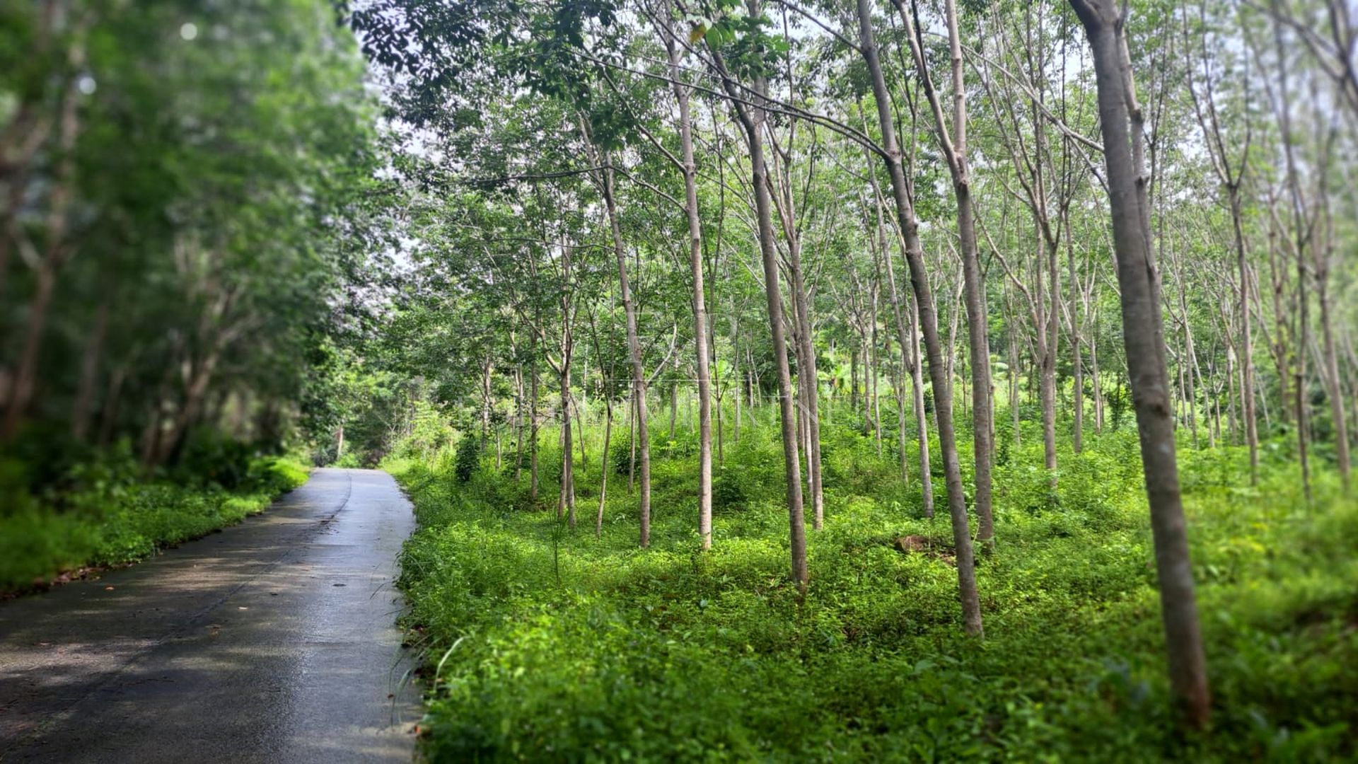 4 Rai Premium Land Near Natural Waterfall in Lipa Noi, Koh Samui - Lipa Noi, Ko Samui, Thailand