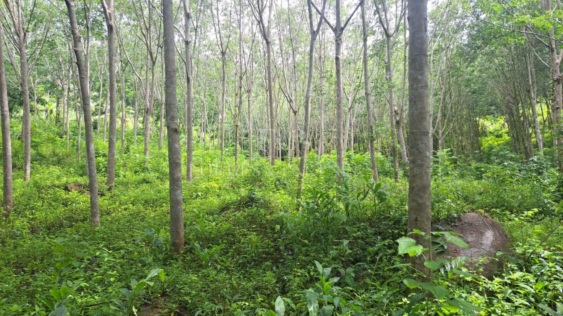 4 Rai Premium Land Near Natural Waterfall in Lipa Noi, Koh Samui - Lipa Noi, Ko Samui, Thailand