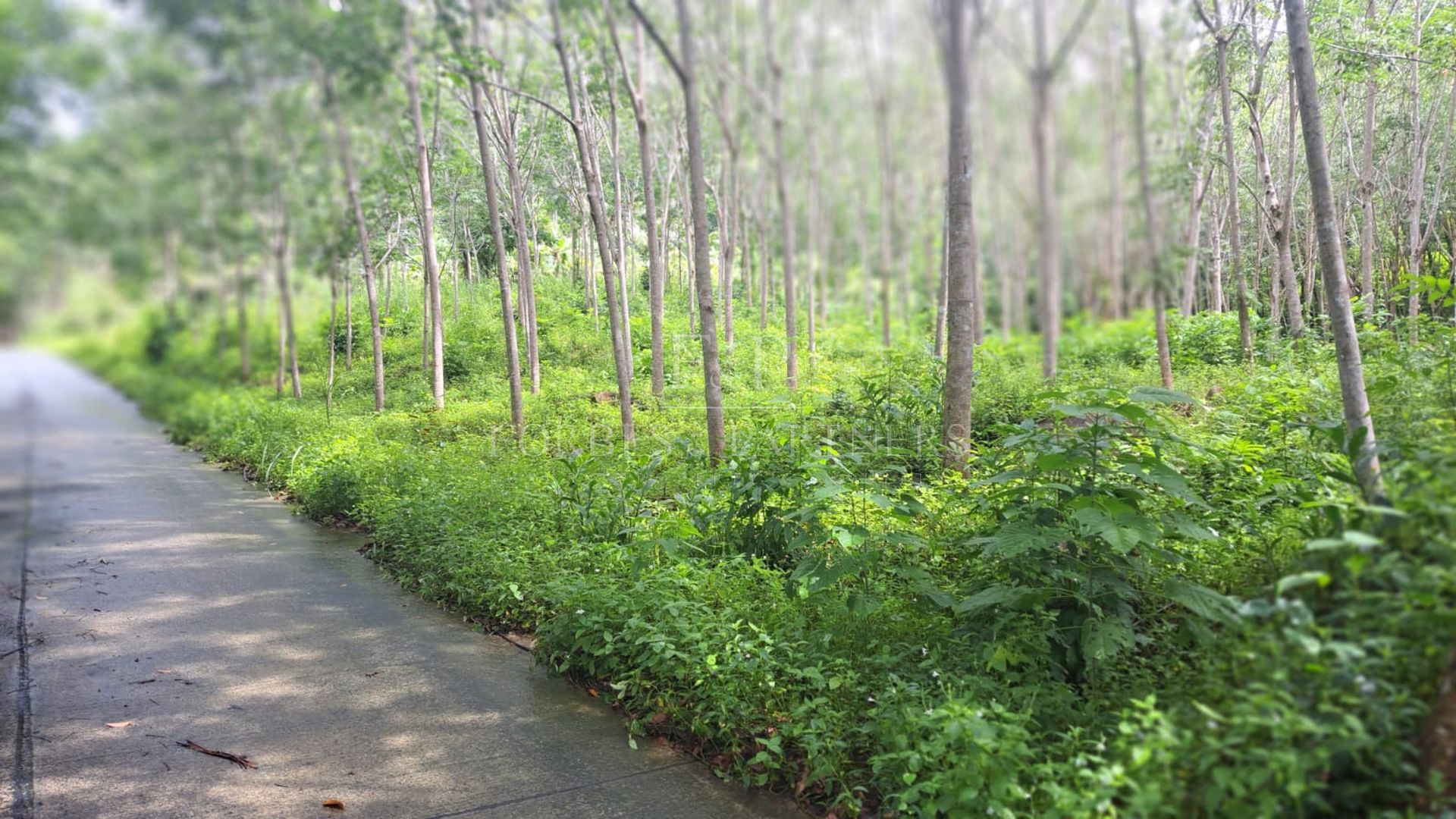 4 Rai Premium Land Near Natural Waterfall in Lipa Noi, Koh Samui - Lipa Noi, Ko Samui, Thailand