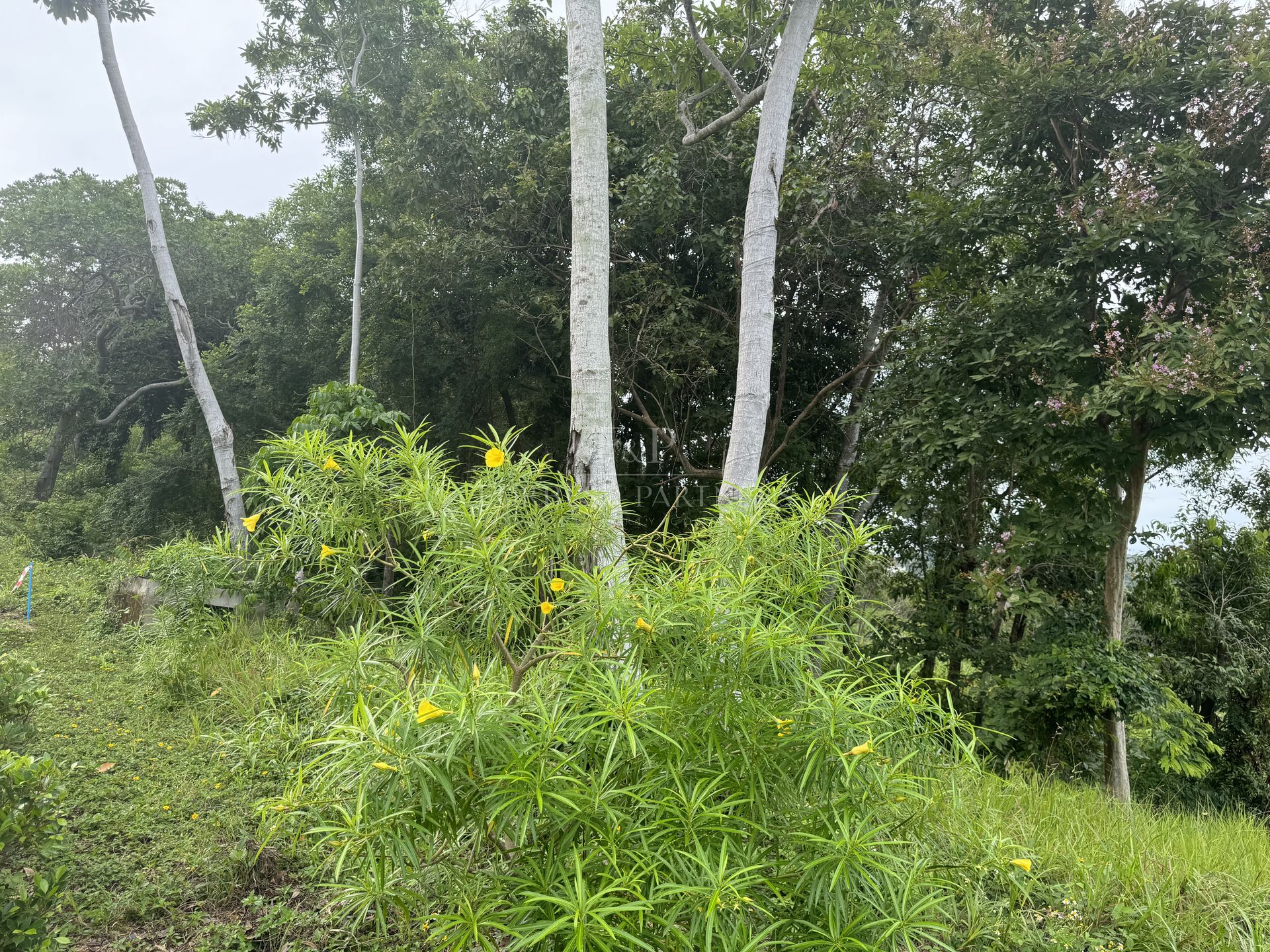 Premium Development Land: 8 Rai in Khao Phra, Bo Phut Heights - Bo Phut, Ko Samui, Thailand