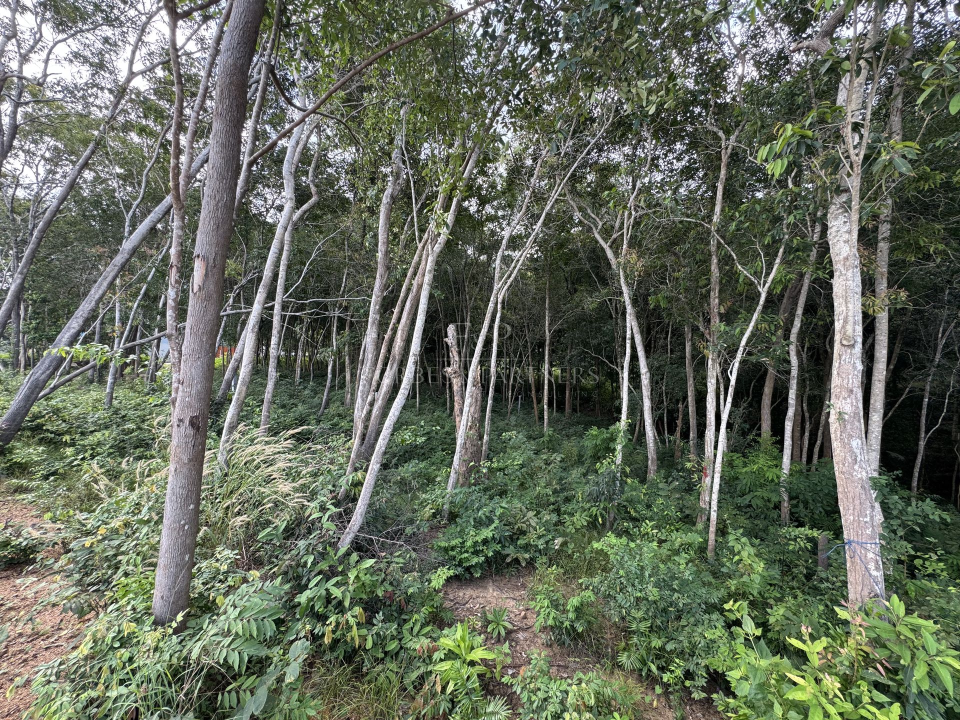 Sea View Land for Sale in Koh Samui, 1 Rai in Peaceful Bophut - Bo Phut, Ko Samui, Thailand